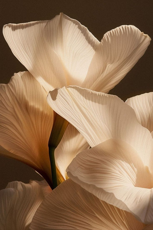 Dos cocooning - 30 min